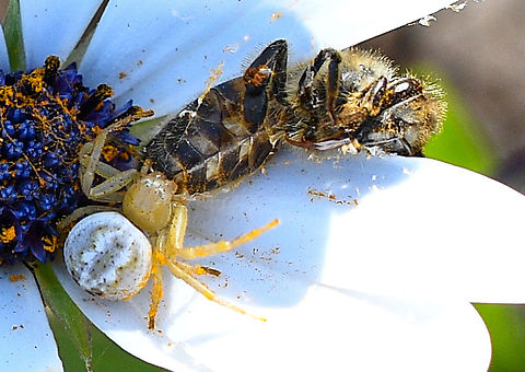 Hungry spider  Australia,Geotagged,Spring