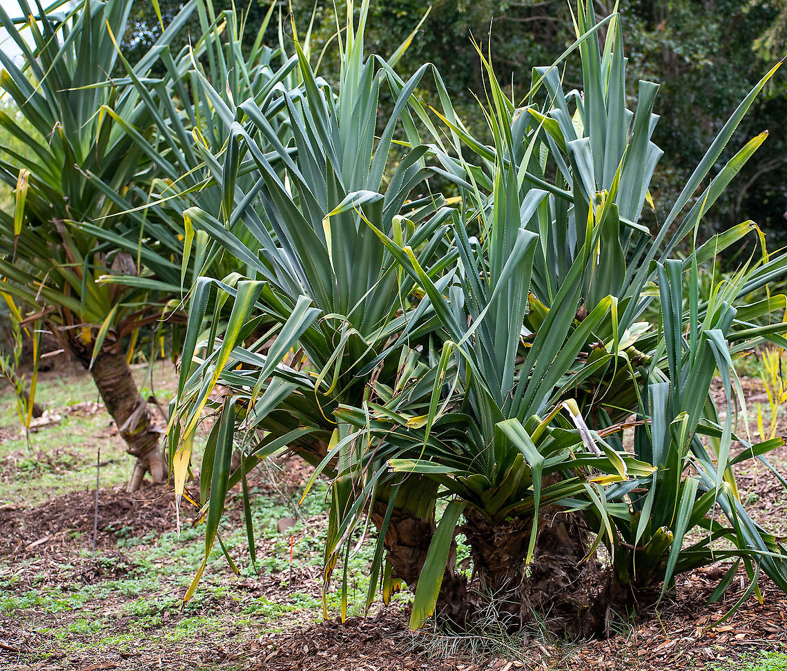 Screwpine  Australia,Fall,Geotagged,Pandanus tectorius,Thatch Screwpine