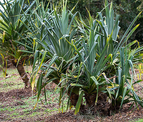Screwpine  Australia,Fall,Geotagged,Pandanus tectorius,Thatch Screwpine
