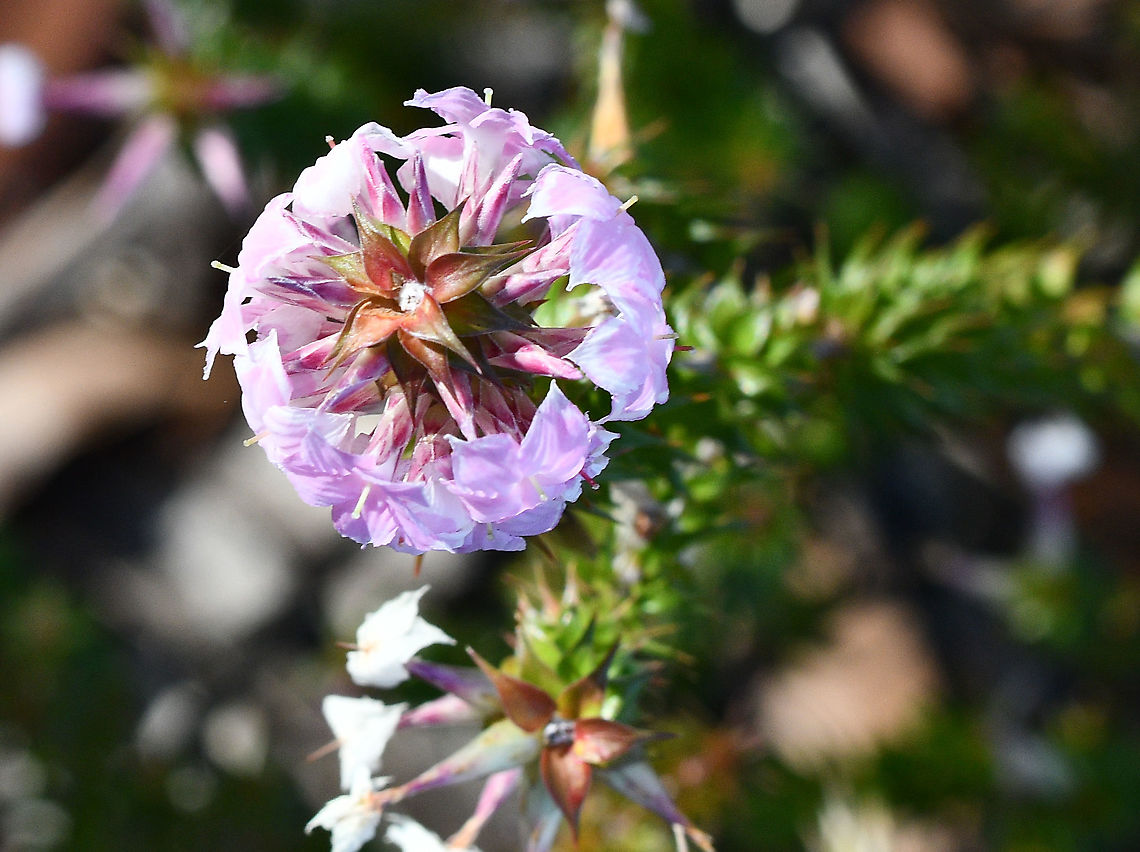 Snow Heath  Australia,Fall,Geotagged,Snow Wreath,Woollsia pungens