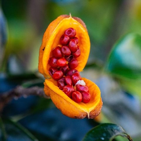 Seed Pod  Australia,Geotagged,Pittosporum revolutum,Rough Fruit Pittosporum