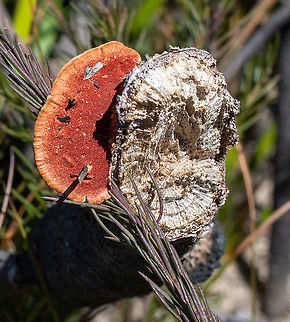 Trametes  Australia,Geotagged,Southern Cinnabar Polypore,Spring,Trametes coccinea