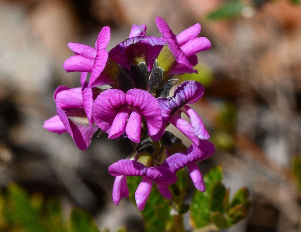 Heath Mirbelia  Australia,Fall,Geotagged,Mirbelia rubiifolia,Spring