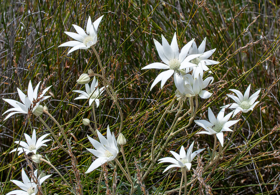 Flannel_flowers  Actinotus helianthi,Australia,Geotagged,Spring