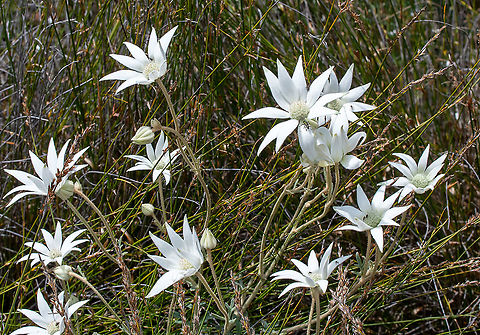 Flannel_flowers  Actinotus helianthi,Australia,Geotagged,Spring