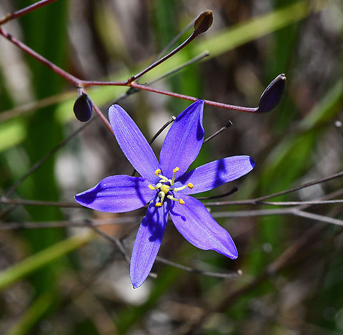 Tufted blue lily  Australia,Geotagged,Spring,Thelionema caespitosum,Tufted Lily