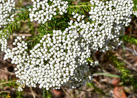 Rice Flower  Australia,Geotagged,Ozothamnus diosmifolius,Rice flower,Spring