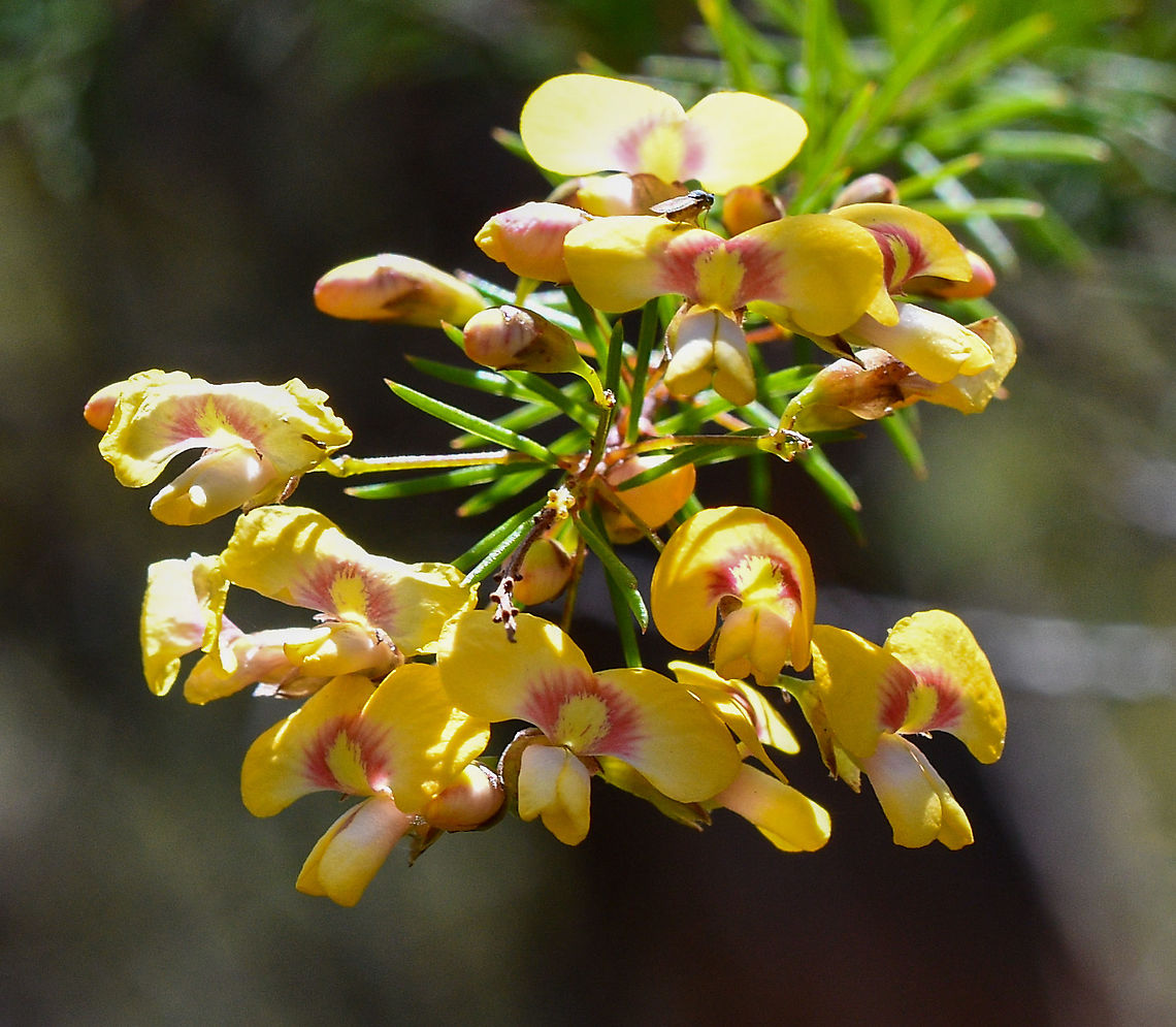 Egg and Bacon  Australia,Dillwynia retorta,Eggs and bacon,Geotagged,Spring