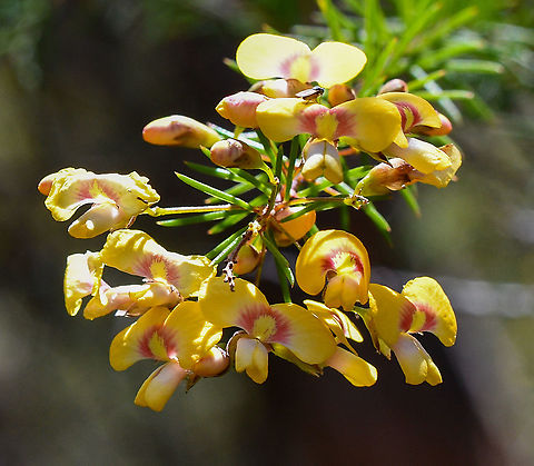 Egg and Bacon  Australia,Dillwynia retorta,Eggs and bacon,Geotagged,Spring
