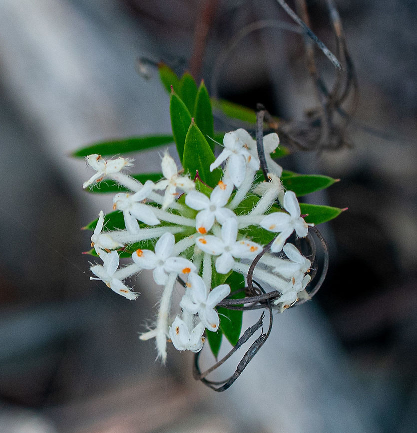 Queen of the Bush  Australia,Geotagged,Pimelea linifolia,Queen-of-the-bush,Spring
