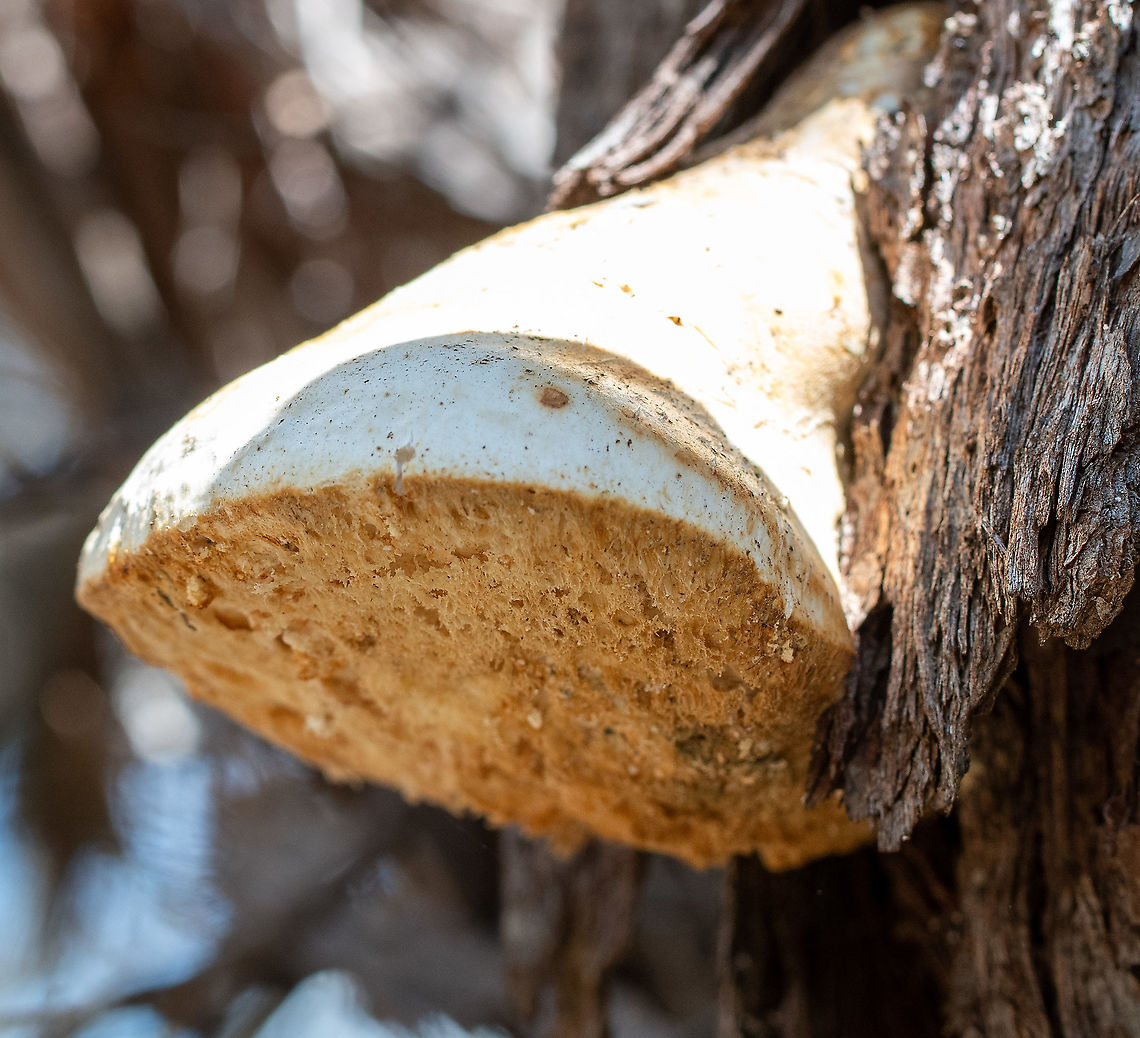 White Punk  Australia,Geotagged,Laetiporus portentosis,Laetiporus portentosus,Spring