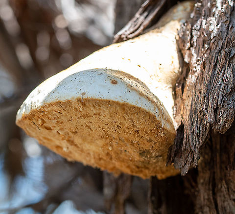 White Punk  Australia,Geotagged,Laetiporus portentosis,Laetiporus portentosus,Spring