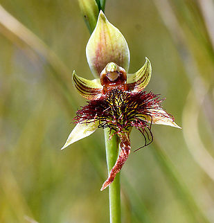 Red Beard Orchid  Australia,Calochilus paludosus,Geotagged,Red Beard Orchid,Spring