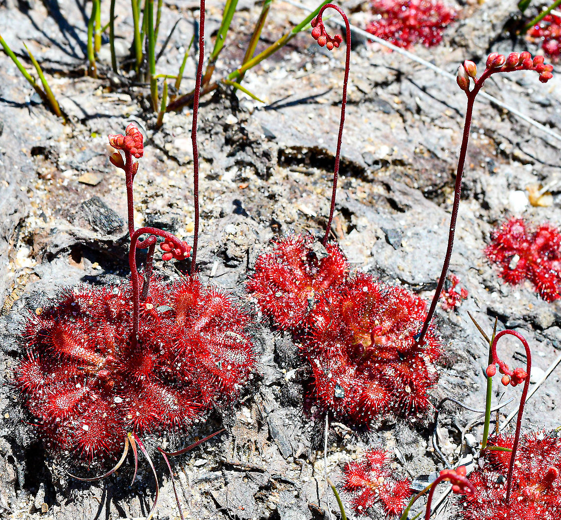 Sundew  Australia,Drosera spatulata,Geotagged,Spoon-leaved sundew,Spring