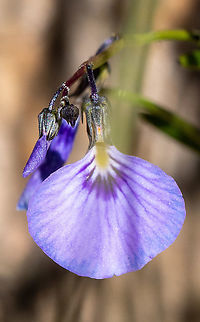 Lady’s slipper  Australia,Geotagged,Lady's Slipper,Pigea monopetala,Spring