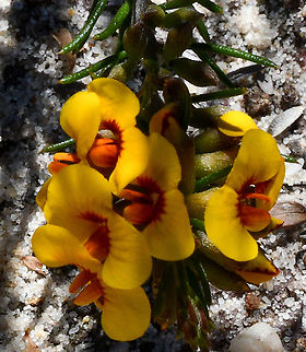 Common Aotus  Aotus ericoides,Australia,Common aotus,Geotagged,Spring