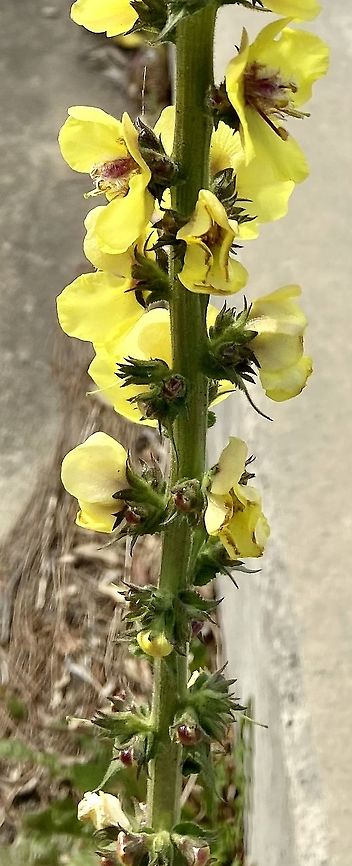 Wand Mullien This has now been naturalised in Australia. Australia,Geotagged,Verbascum virgatum