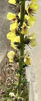 Wand Mullien This has now been naturalised in Australia. Australia,Geotagged,Verbascum virgatum