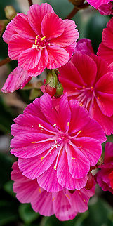 Cliff Maids These are native to the USA and were growing in the Botanic Gardens. Australia,Geotagged,Lewisia cotyledon,Spring