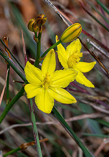 Bulbine Lily  Australia,Bulbine Lily,Bulbine bulbosa,Geotagged,Spring