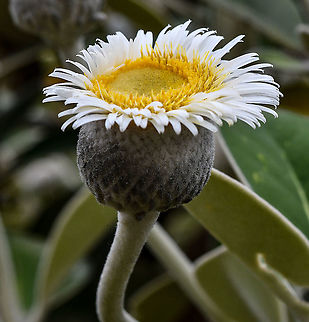 Pachystegia isignis This is endemic to New Zealand and was flowering in the Botanic Gardens at Mt Tomah. Australia,Geotagged,Pachystegia insignis,Spring