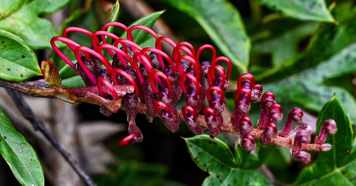 Grevillea  Australia,Geotagged,Grevillea x gaudichaudi,Grevillea × gaudichaudii,Spring