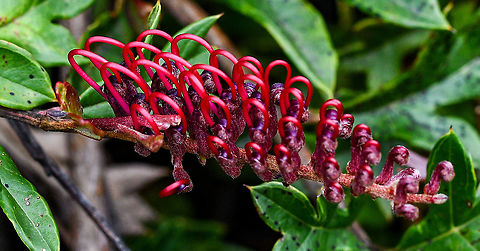 Grevillea  Australia,Geotagged,Grevillea x gaudichaudi,Grevillea &times; gaudichaudii,Spring