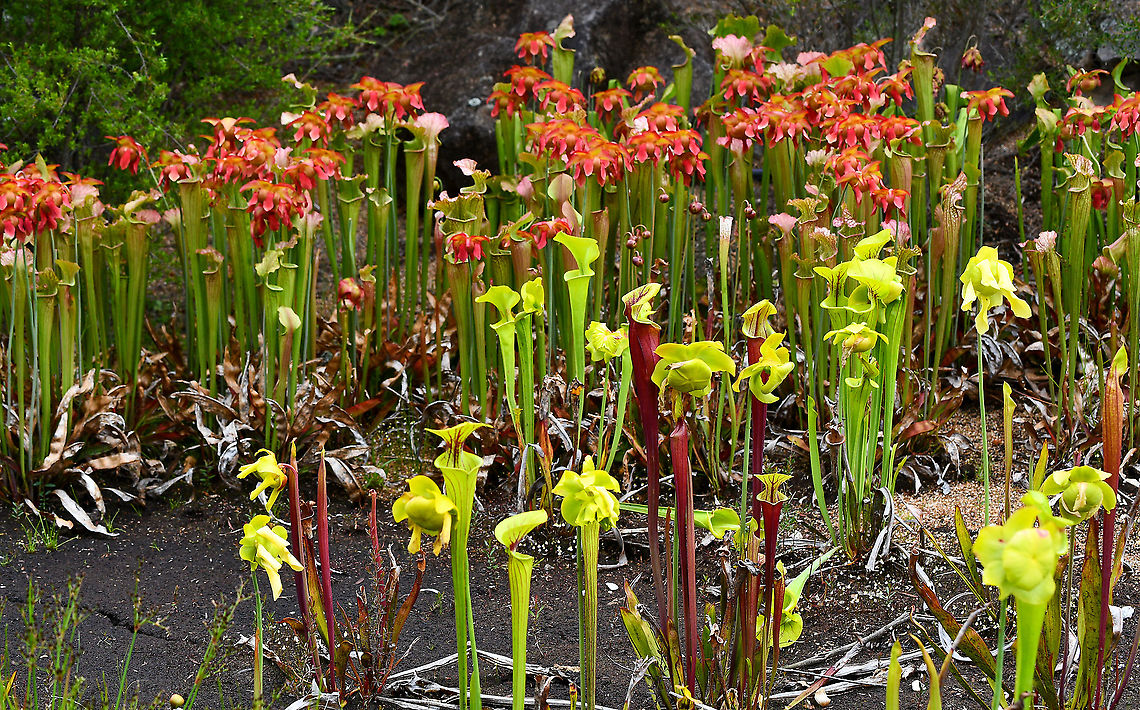 Pitcher Plants Thought this display at the Botanic Gardens was wonderful. Such interesting carnivorous plants and native to North America. Australia,Geotagged,Sarracenia alata,Spring