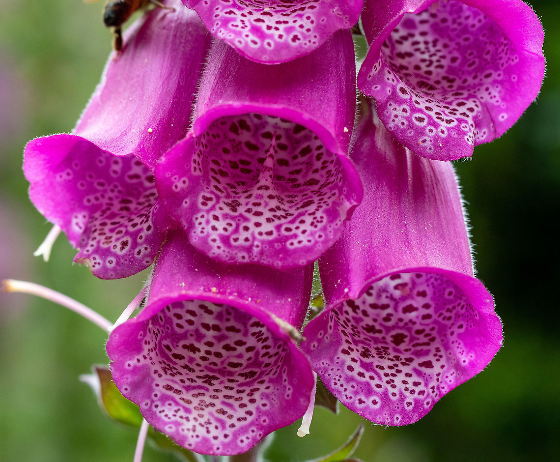 Purple Foxglove In bloom at the Botanic Gardens today. Australia,Digitalis purpurea,Geotagged,Purple foxglove,Spring
