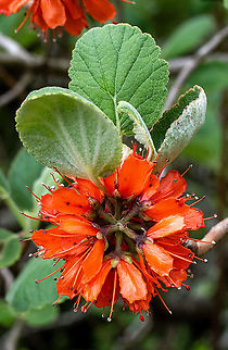Greyia ?? At Mt Tomah Botanic Gardens Australia,Geotagged,Spring