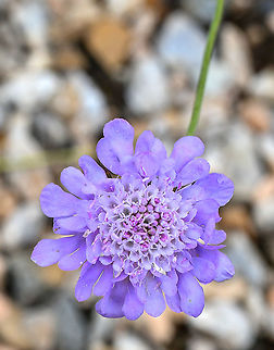 Small scabious  Australia,Fall,Geotagged,Scabiosa columbaria,Small scabious,Spring