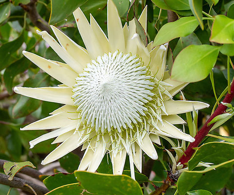 King Protea  Australia,Geotagged,King protea,Protea cynaroides,Spring