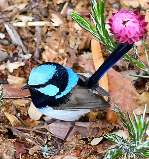 Superb Fairy Wren with a Pink Everlasting Daisy  Australia,Geotagged,Malurus cyaneus,Spring,Superb Fairywren