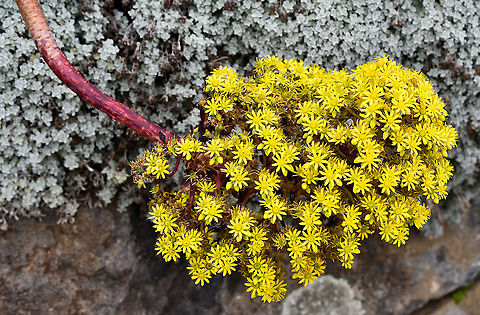 Tree Aeonium These are flowering at present. Aeonium arboreum,Australia,Fall,Geotagged,Spring,Tree Aeonium