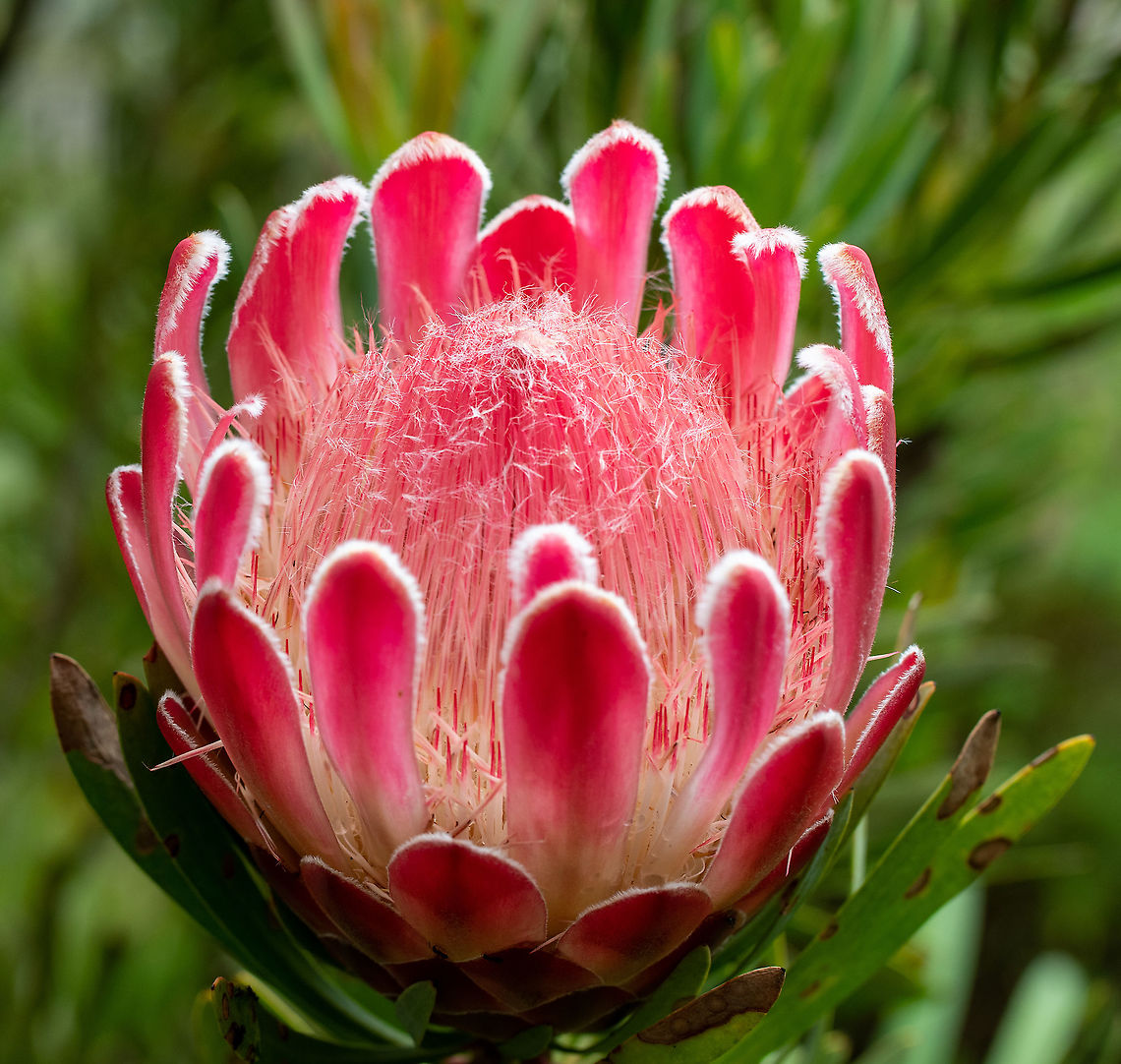 Protea Compacta One of the many Proteas flowering at the Botanic Gardens presently. Australia,Geotagged,Protea compacta,Spring