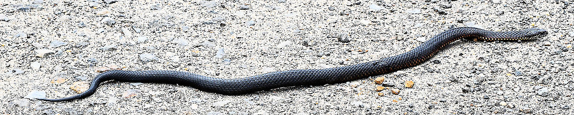 Highland Copperhead Just saw the first snake for the season. Australia,Austrelaps ramsayi,Geotagged,Spring