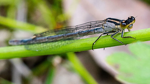 Australian Bluetail  Australia,Geotagged,Ischnura heterosticta,Spring