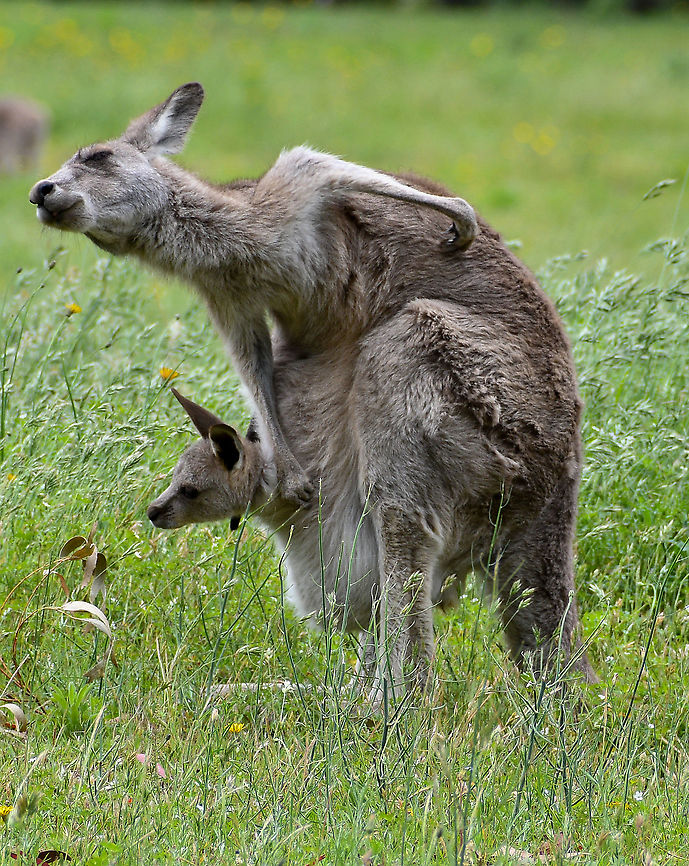 Time for a scratch There are many Joey's about at present. Australia,Eastern grey kangaroo,Geotagged,Macropus giganteus,Spring