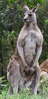 Big Male  Australia,Eastern grey kangaroo,Geotagged,Macropus giganteus,Spring