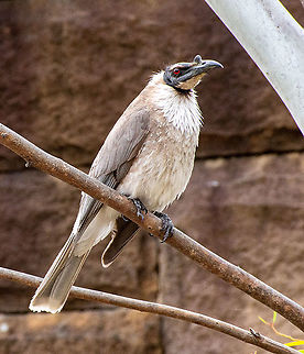 Noisy friarbird  Australia,Geotagged,Noisy friarbird,Philemon corniculatus,Spring