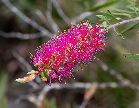 Megalong Valley Bottlebrush This is critically endangered and is restricted to a small section of the Eastern Megalong Valley. I have been monitoring this site for over 12 months and found only 2 bushes in flower today. Australia,Geotagged,Megalong Valley bottlebrush,Melaleuca megalongensis,Spring