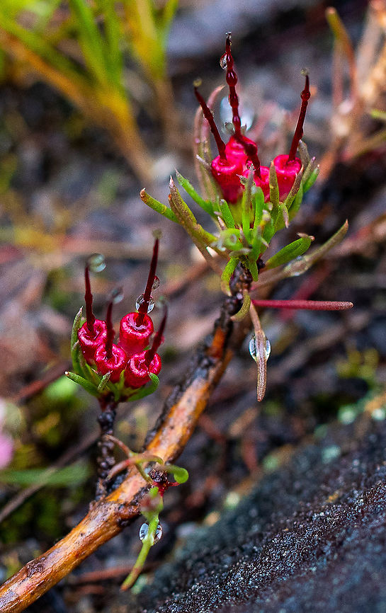 Darwinia fascicularis subsp. oligantha  Australia,Darwinia fascicularis,Geotagged,Spring