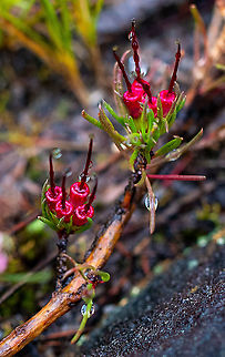 Darwinia fascicularis subsp. oligantha  Australia,Darwinia fascicularis,Geotagged,Spring