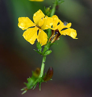 Hop Goodenia  Australia,Geotagged,Goodenia ovata,Hop goodenia,Spring