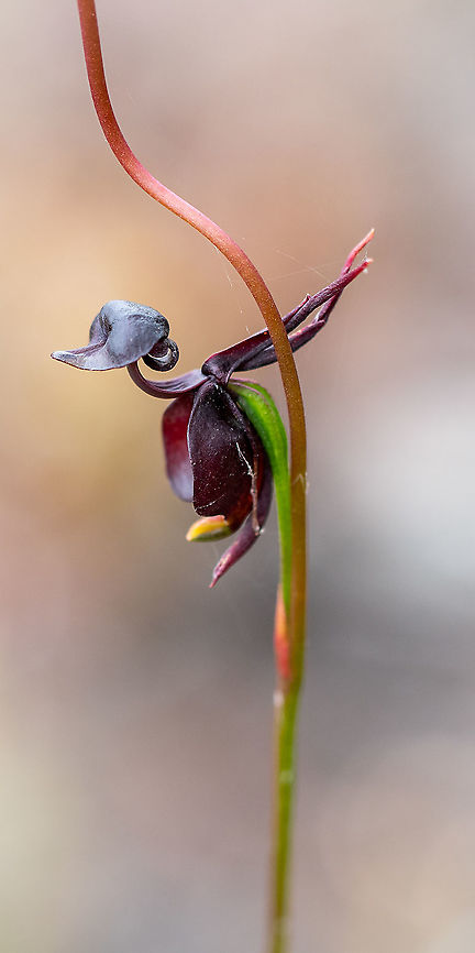 Flying Duck Orchid Easy to see why they are called duck orchids. Australia,Caleana major,Flying Duck Orchid,Geotagged,Spring