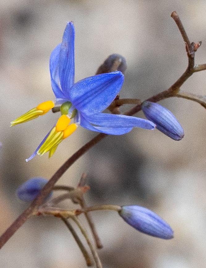 Blue Flax Lily  Australia,Blue flax-lily,Dianella caerulea,Geotagged,Spring