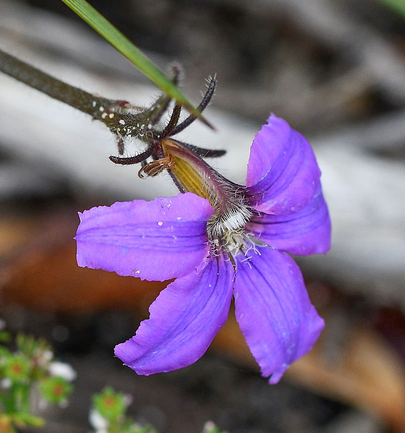 Purple Fan Flower  Australia,Geotagged,Purple fan-flower,Scaevola ramosissima,Spring