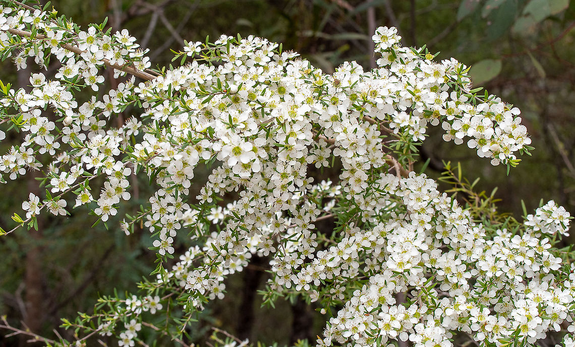 Lemon Scented Tea Tree  Australia,Geotagged,Leptospermum polygalifolium,Spring,Tantoon