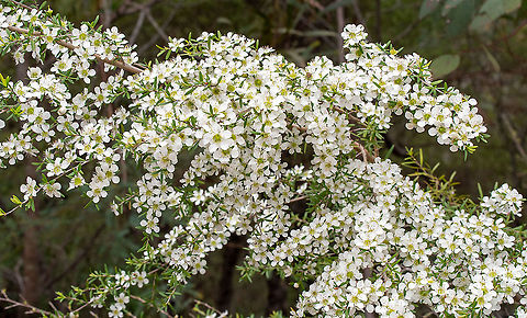 Lemon Scented Tea Tree  Australia,Geotagged,Leptospermum polygalifolium,Spring,Tantoon