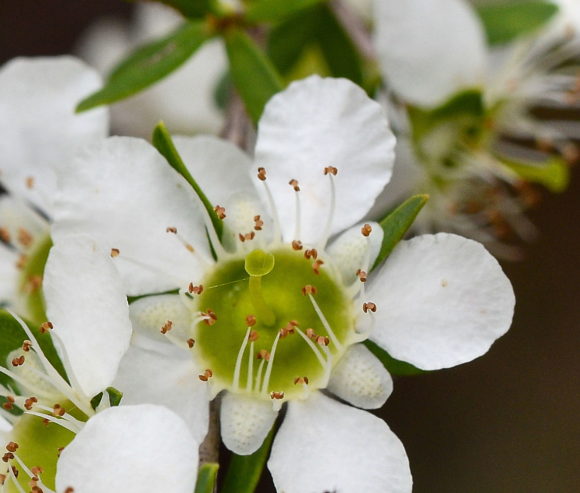 Tantoon-Lemon scented Tea-tree Oil dots can be readily seen on it&#039;s leaves and produces masses of flowers in early summer. Australia,Geotagged,Leptospermum polygalifolium,Spring,Tantoon
